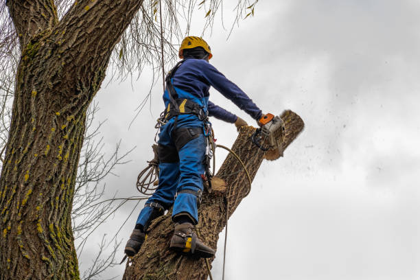 Best Hedge Trimming  in Edgard, LA