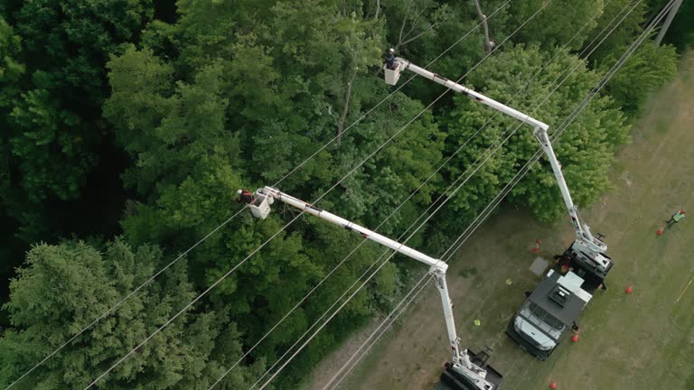 Best Fruit Tree Pruning  in Edgard, LA