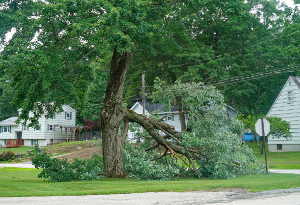 Best Storm Damage Tree Cleanup  in Edgard, LA