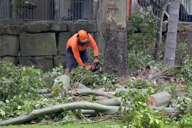 Best Firewood Processing and Delivery  in Edgard, LA